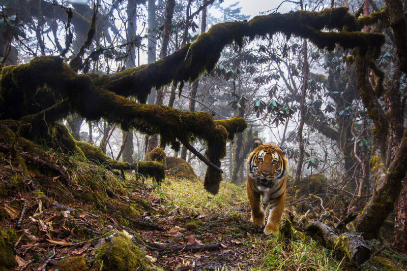 12 ways tigers made a comeback in 12 years – WWF 