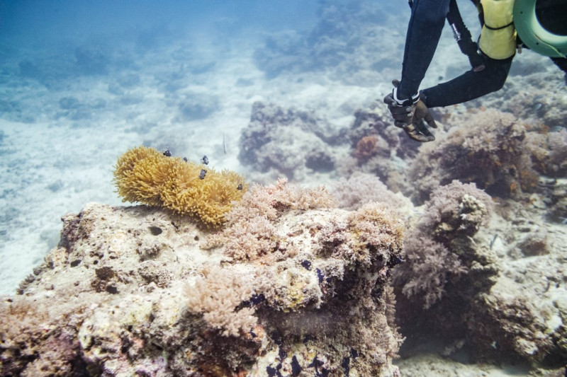Corals doomed even if global climate goals met: latest study