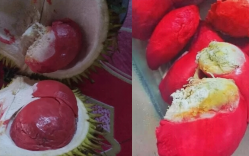 Red durian has potential to become a new economic product in Sabah