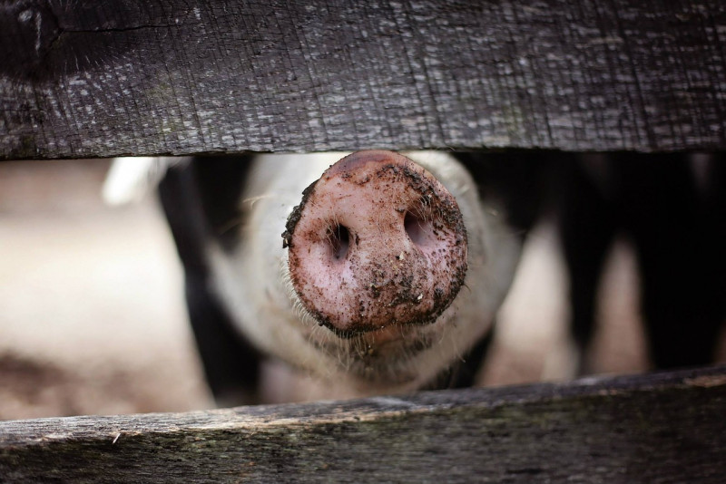 26 Penang pig farms found to be dumping faeces into river