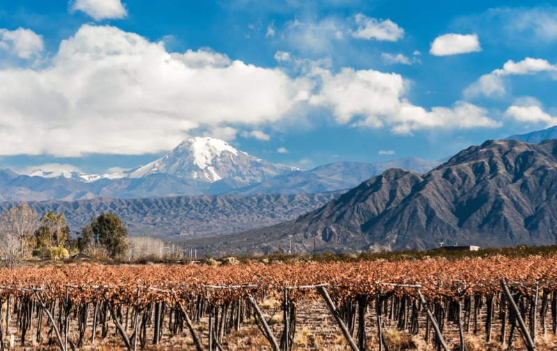 Argentine wine sales boosted by pandemic, but vineyards still wary