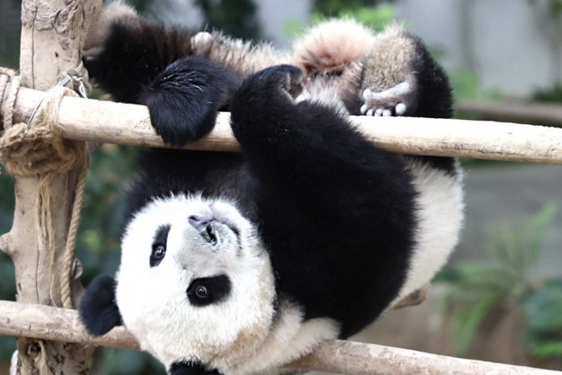 Baby pandas’ return to China postponed: Zoo Negara