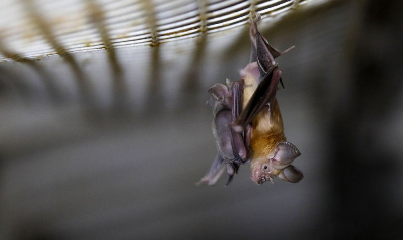 Virus likely jumped to humans from bats through ‘missing link’ animal: WHO report