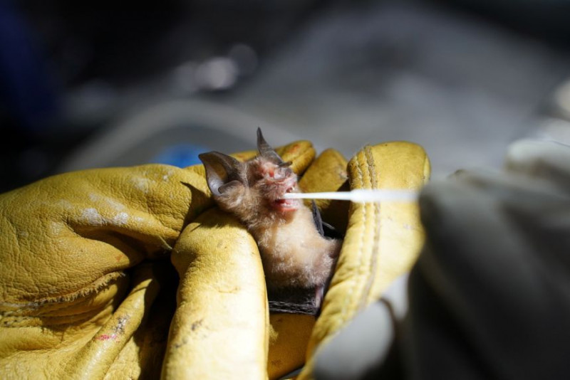 Cambodia bat researchers on mission to track Covid-19 origin