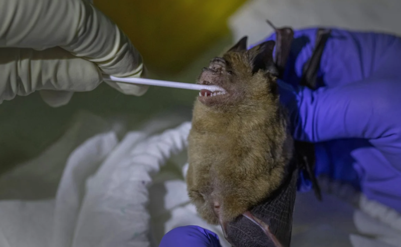 Mystery disease kills over 50 in Congo after children ate bat and fell ill