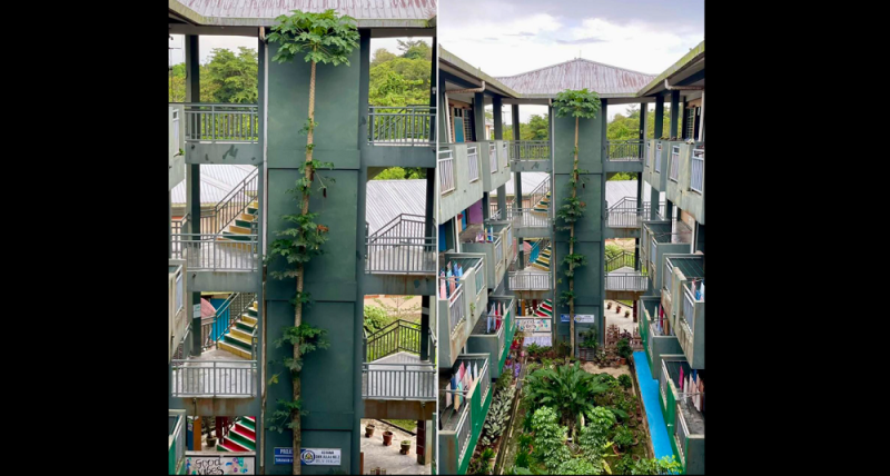 Papaya tree measuring 14.40m at school in Sarawak gains social media fame