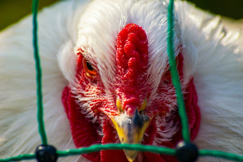 Fresh bird flu outbreak sees culls in France, Denmark