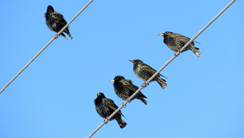 Energy giant sued as Spain power lines kill hundreds of birds