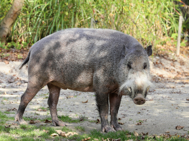 Sabah to slaughter 3,000 pigs to curb African swine flu