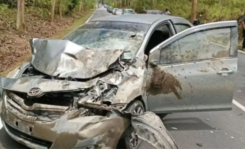 Woman gets eight stitches to forehead after car collides with buffalo