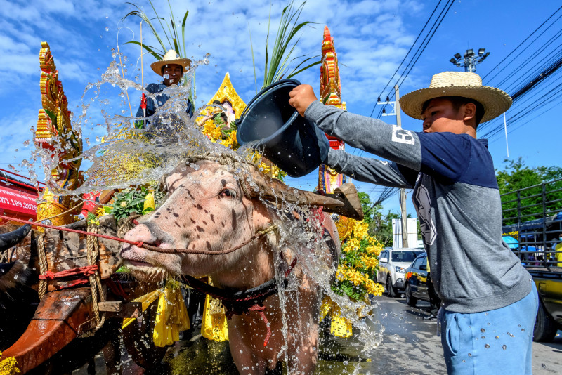 Thai buffalo fest races on despite virus travel ban