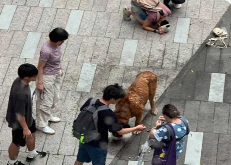 Unleashed 60kg dog in Hong Kong mauls poodle, bichon frise to death (video)