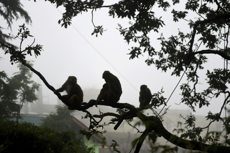 Marauding monkeys terrorise tourists in Shimla