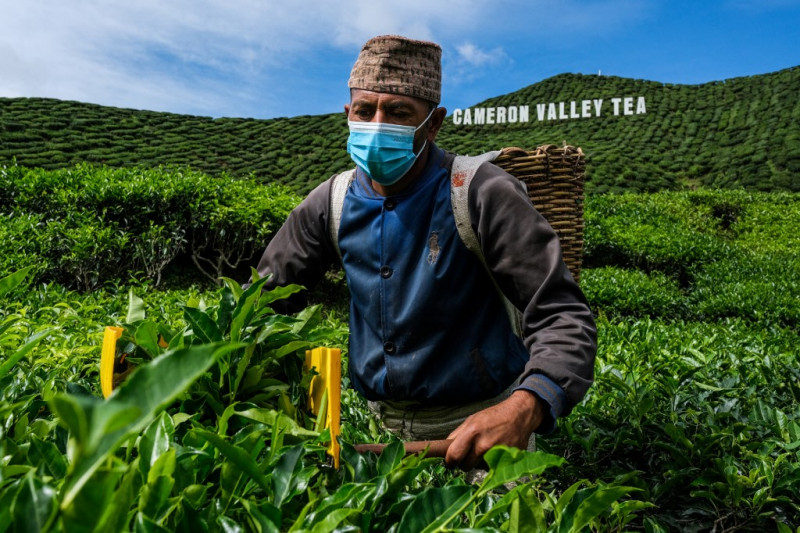Cameron Highlands farmers in uphill fight to survive pandemic