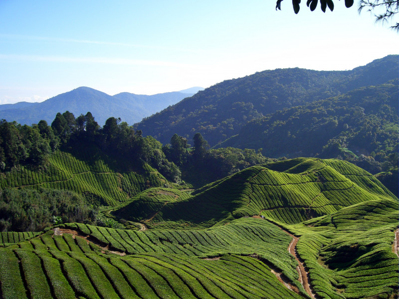 RM1.5 bil project in Ulu Bertam reserve sparks outcry from Cameron Highlands residents