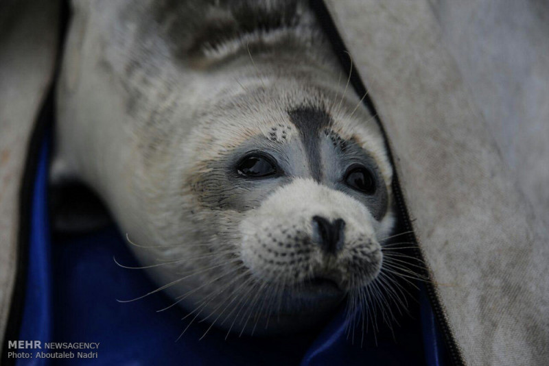 Russia probes into mass seal die-off