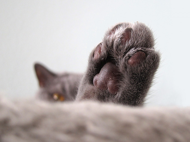 Feline 'felons' stopped at KLIA  