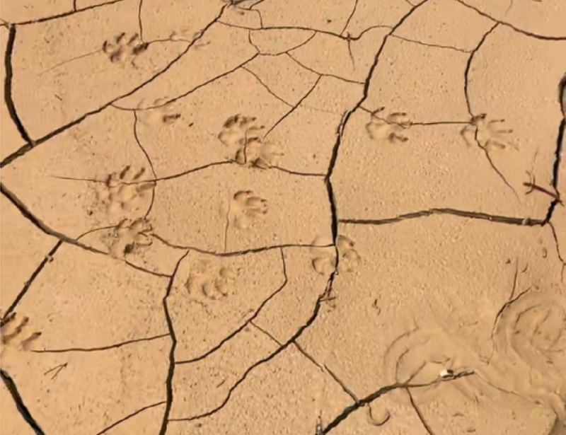  A tiger? Man finds mysterious paw prints behind IIUM
