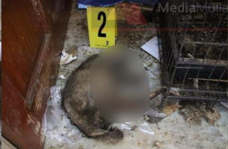 41 cat carcasses found in apartment, 36 more in critical condition