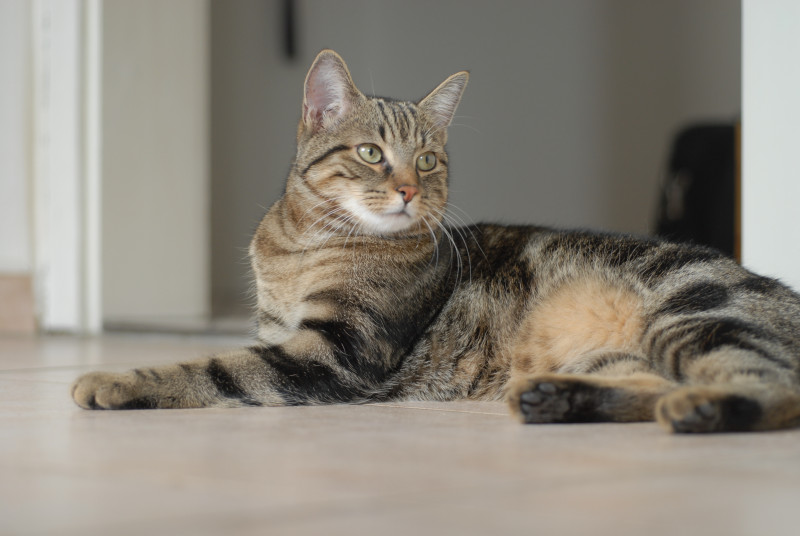 UK virus strain found in cat in Italy