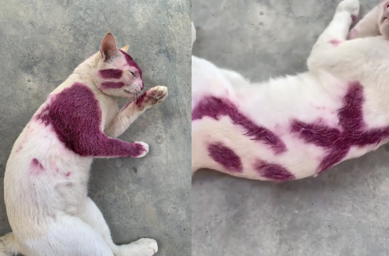 Netizens see red after cat painted purple at local university