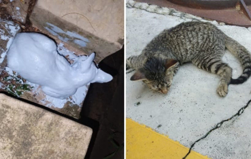 RM3,000 for info on culprit who doused kitten in paint 