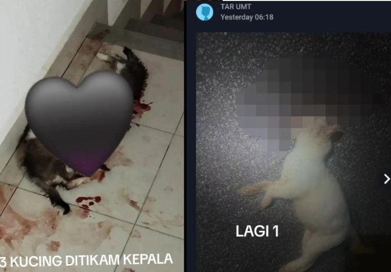 Netizens call for immediate action after three cats found stabbed in their heads