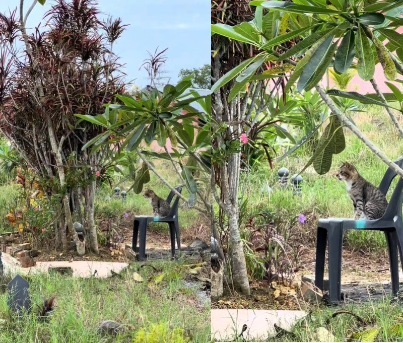 Netizens touched by video of cat seen gazing at owner’s grave