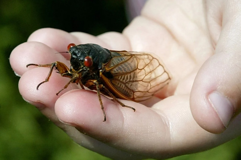 See you in 17 years: America’s cicada plague winds down