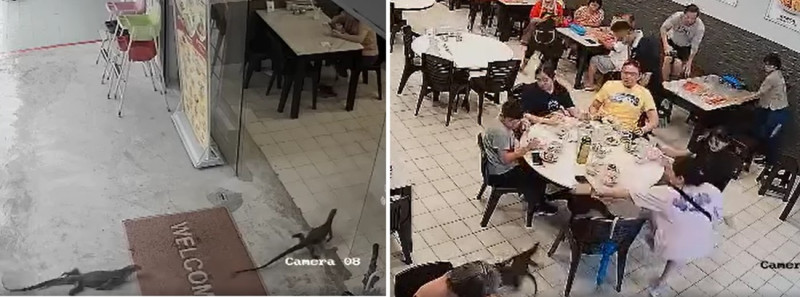 Customers run, jump on tables as monitor lizards dash into restaurant