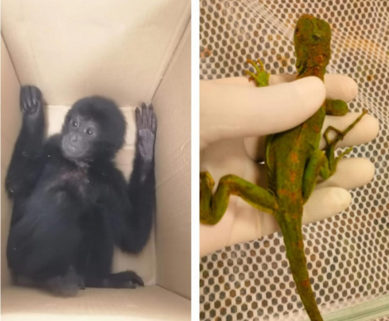 Malaysian woman caught trying to smuggle gibbons, iguanas into India 