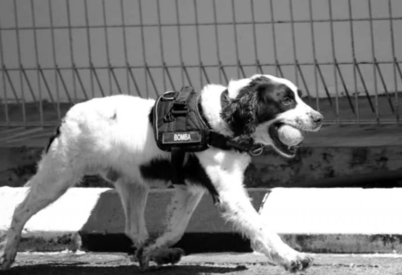 Sarawak bomba holds final farewell for Cliff - their four-legged comrade