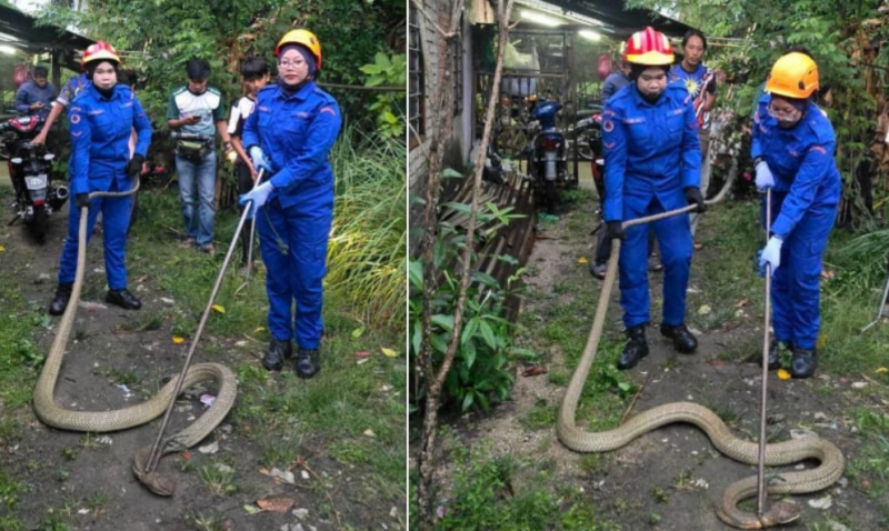 Three female APM members capture 4-metre King Cobra