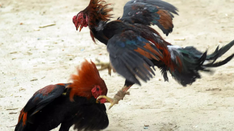 New year’s eve cockfighting leads to eight arrested Sebuyau