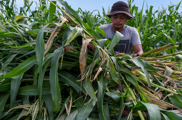 Over 12,000 hectares of tobacco land in K’tan, T’ganu to be replanted with corn