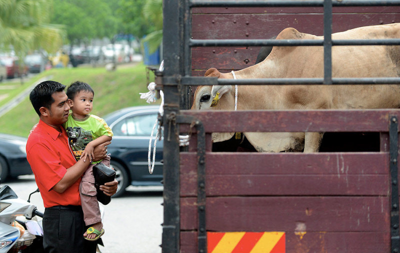 [UPDATED] Perak, Federal Territories allow sacrificial ritual for Aidiladha