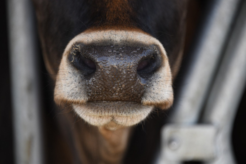 Sri Lanka to ban cow slaughter