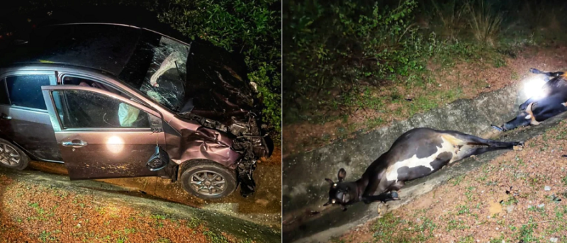 11-month-old baby dies after car hits herd of cows