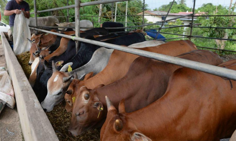 S’wak beefs up Kalimantan border checks to curb Aidiladha livestock ...
