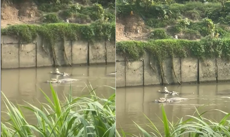 Subang Jaya residents shocked after crocodiles spotted in river in USJ