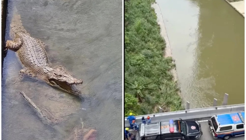 Three-metre croc sighted near Mid Valley Megamall, Perhilitan sets trap