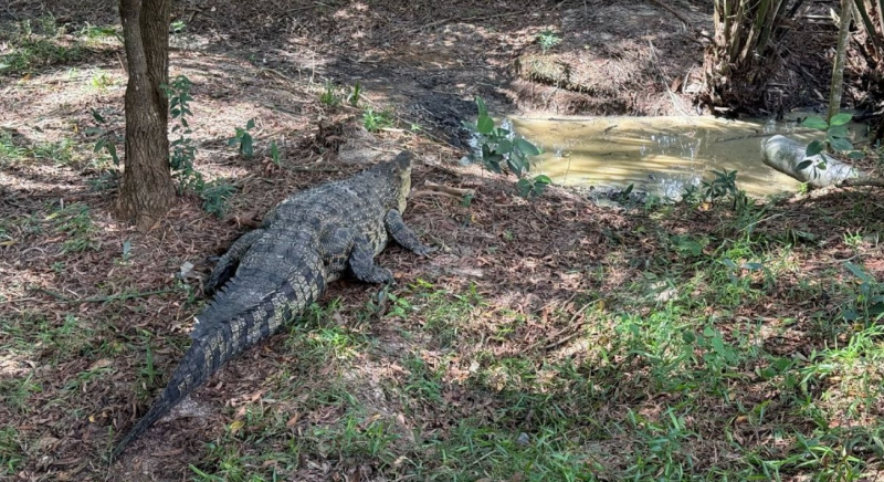 Huge saltwater crocodile safely relocated from Country Heights