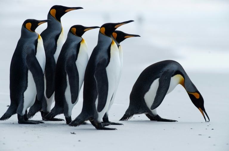 Massive iceberg threatens remote penguin sanctuary 