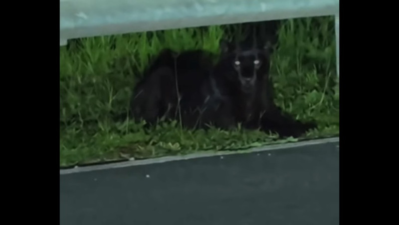 Panther spotted along highway near Tasik Kenyir (video)