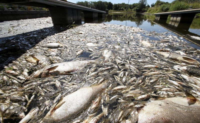 ‘Dead fish everywhere’ in Germany, Poland, after feared chemical waste dump