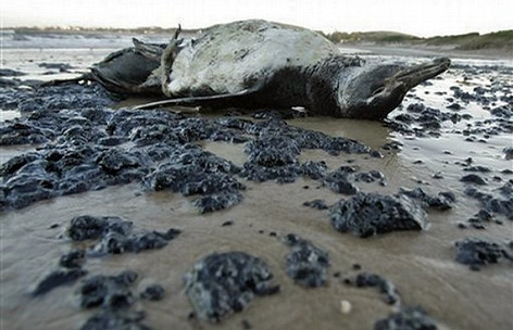 Nearly 600 penguins found dead on Brazilian beaches