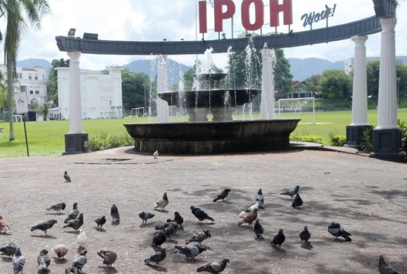 No infectious disease detected in Padang Ipoh pigeon deaths, DVS says