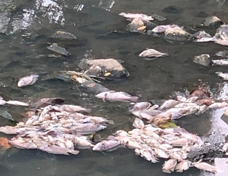 Dead fish in Sg Penchala trigger pollution fears