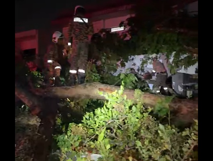 Giant 150-year-old tree falls, firefighters rescue trapped elderly man (video)