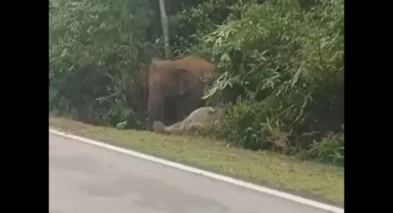 Elephant calf dies after being hit by car, mother refuses to leave, driver injured (video)